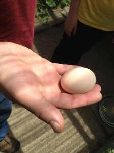 The incredible, edible egg.