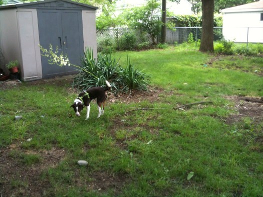 Charlie investigates a spot in front of the shed where we hope to build our chicken coop.
