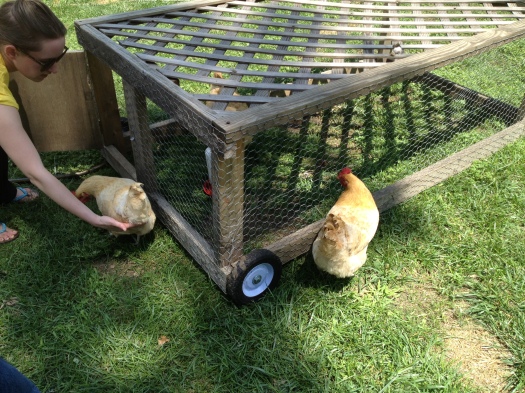 Laura directs her hens into a tractor, a mobile pen.
