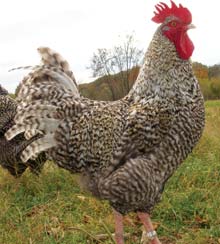 A French Cuckoo Maran.