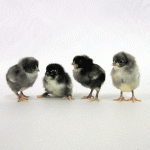 Olive Egger chicks
