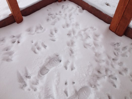 What the heck?!? Who left these paw prints in the run?