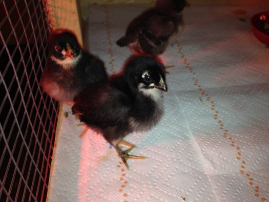 You can see the crop bulge on this chick's chest. Apparently, this is totally normal.