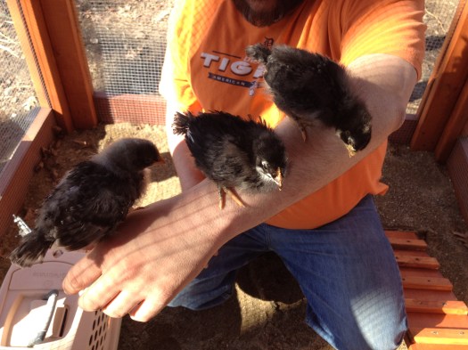 from left; the Olive Egger, The Black French Copper Marans and the Dominique.