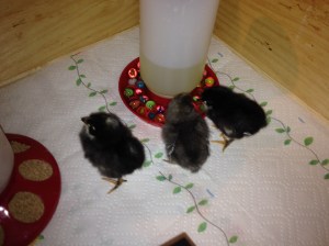 Hanging out at the water cooler.