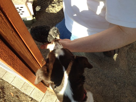 Charlie and Baby Girl go nose to beak.