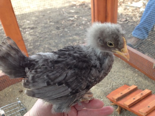 Gigi is filling out her feathers, and may have the beginnings of a crest atop her head.