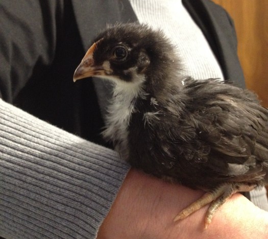 This little black bird is looking for a name. 