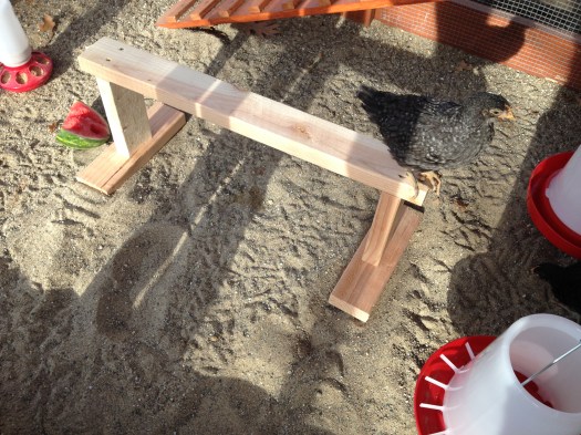 Nellie checks out the new baby roost during a visit to the coop.