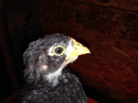 n see a small bald patch below Nellie's ear. All three chicks have matching spots.