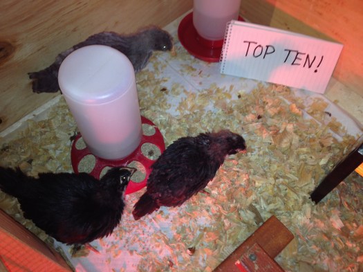 The girls: The Marans (lower left), Gigi (top) and Baby Girl.