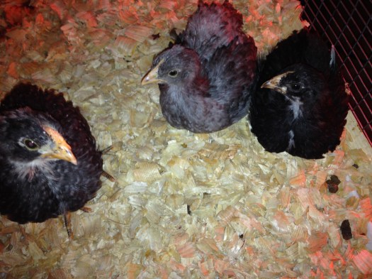 Nellie, Gigi and Loretta and tuckered out from a day of play.