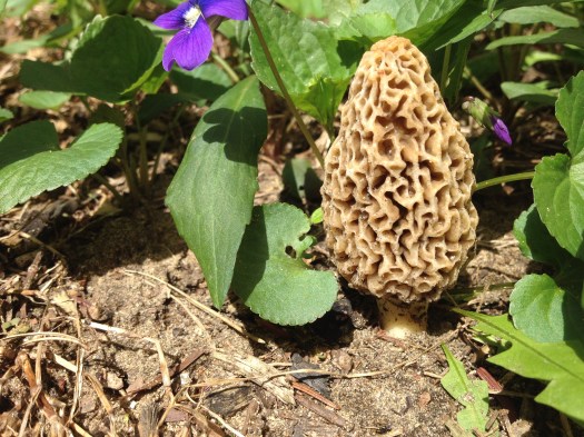 Look what Matt found in our yard!