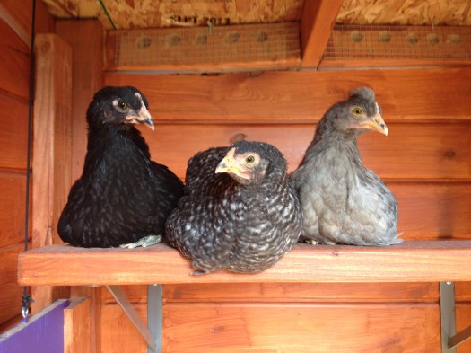 Loretta, Nellie and Gigi hang out on the high roost for an afternoon rest.