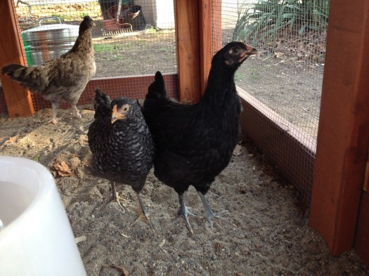 Loretta towers over Nellie. Well, she's really stretching her neck, so I don't think that counts. But she's getting super duper big.