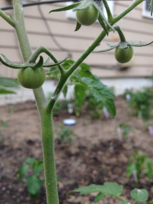 Baby cherry tomatoes are starting to grow.