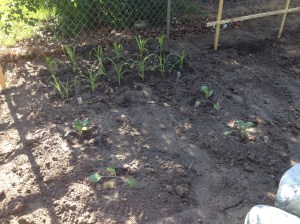 Corn and Brussels sprouts.