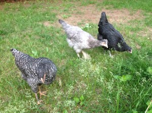 Nellie, Gigi and Loretta take their lawn mowing duties seriously.