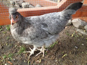 Hey lady! Where have you been?