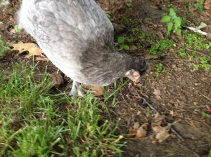 Gigi spots a mulberry. Yum!