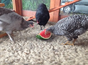 The girls enjoy a welcome-home watermelon.