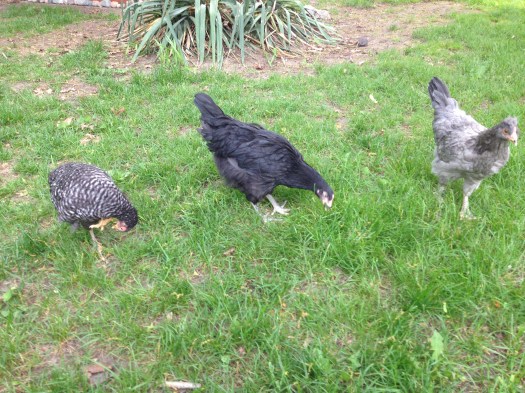 Nellie, Loretta and Gigi free-range in the yard.