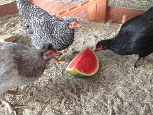 Gigi, Nellie and Loretta dive into a cool watermelon.