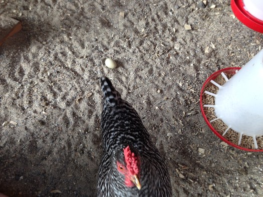 Nellie: "I must say that I laid my egg in a nesting box. Not in the middle of the run, like Gigi!"