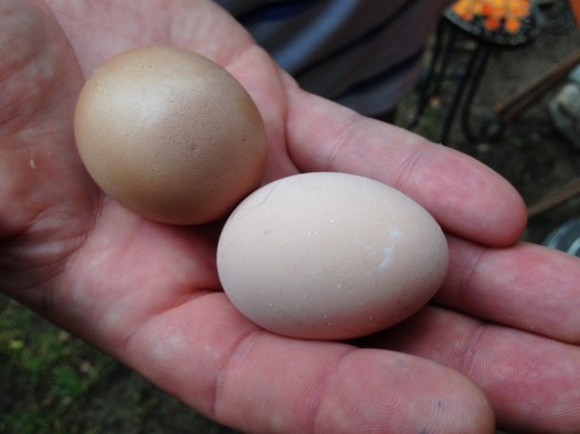 We think the darker brown egg belongs to our French Black Copper Marans, Loretta, and the lighter one to our Dominique, Nellie.