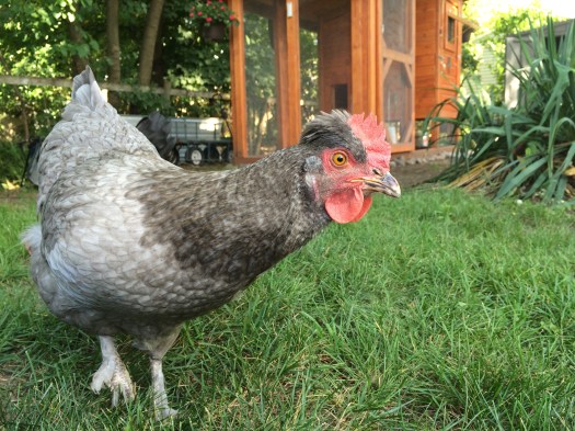 Gigi: I'm ready to lay some egg-cellent eggs!