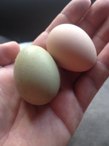 Our first green egg, plus a light brown one from Nellie.