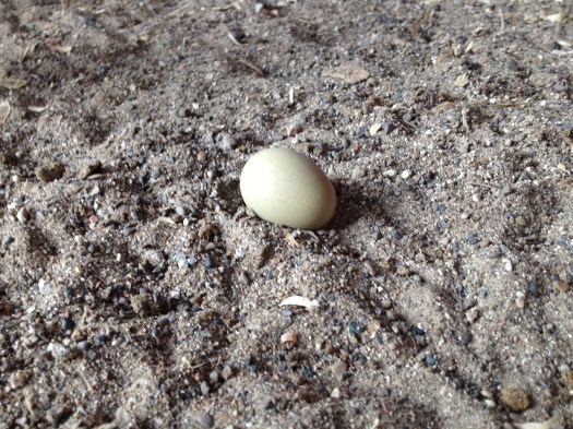 This green egg did not make it to a nesting box.