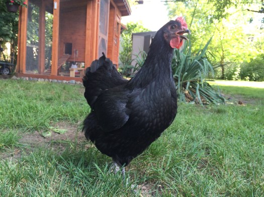 Loretta is ready to give us some eggs!