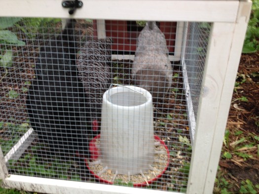 Three chickens in a coop.
